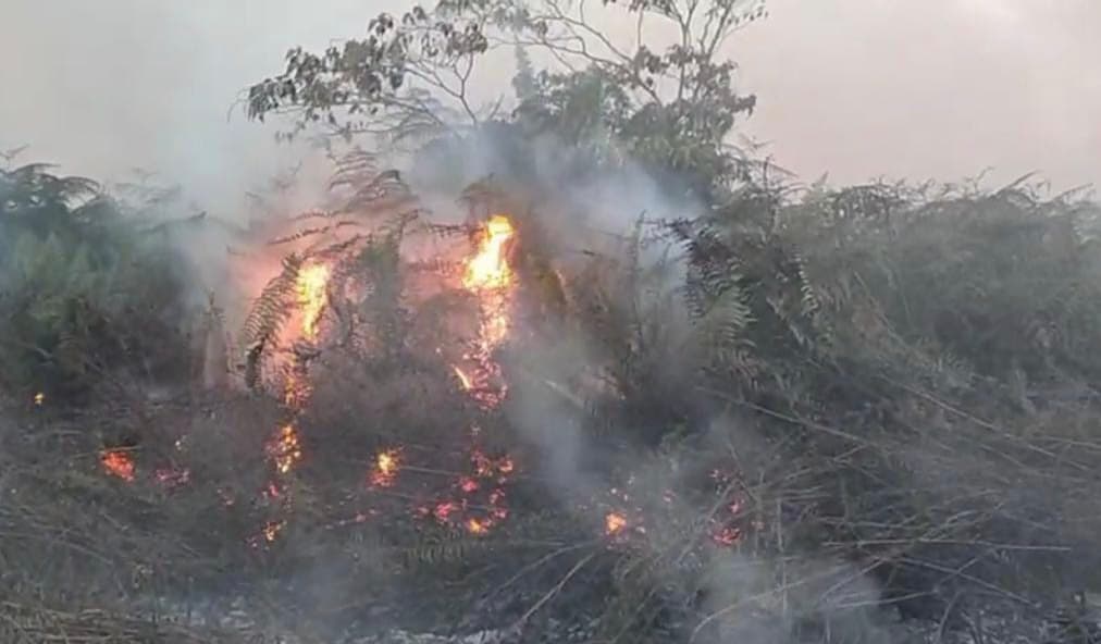 Polisi Periksa 22 Saksi Kebakaran Lahan Gambut di Aceh Barat