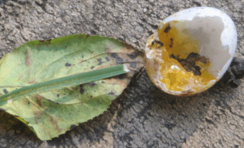 Pejabat Aceh Melanggar Syariat, Mahasiswa dan Organisasi Sosial Bungkam