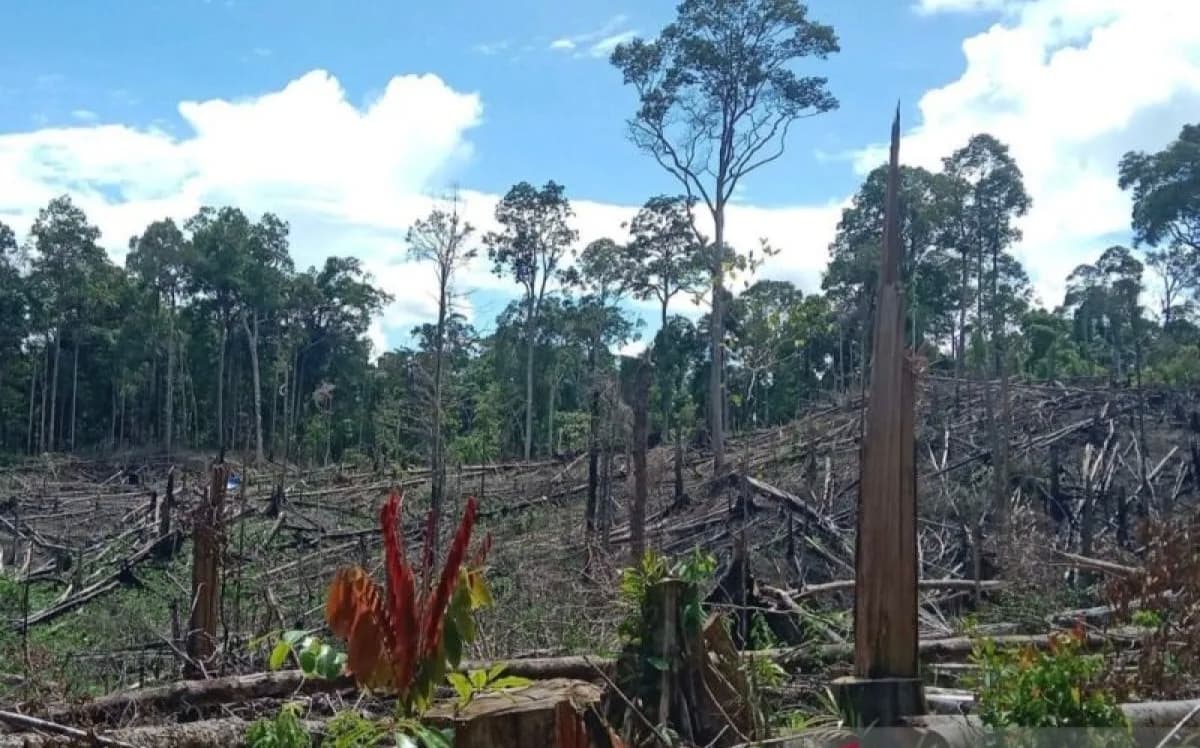 Tiga Tersangka Perambah Hutan Bentang Seblat Diserahkan ke Kejaksaan