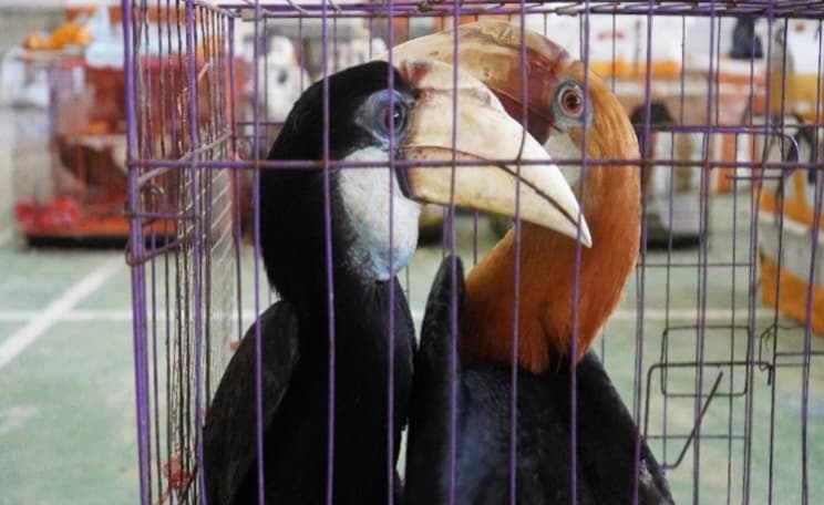 Tim Gabungan Gagalkan Penyelundupan Ratusan Satwa Dilindungi di Aceh Timur