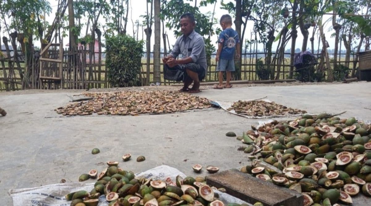 Harga Pinang Naik di Aceh Utara Pasca Banjir, Petani Tersenyum