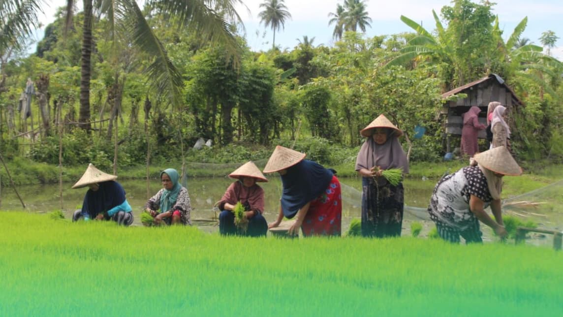 NTP Aceh Naik 0,95% di Awal 2026, Lebih Baik dari Nasional - Dampak ke Petani