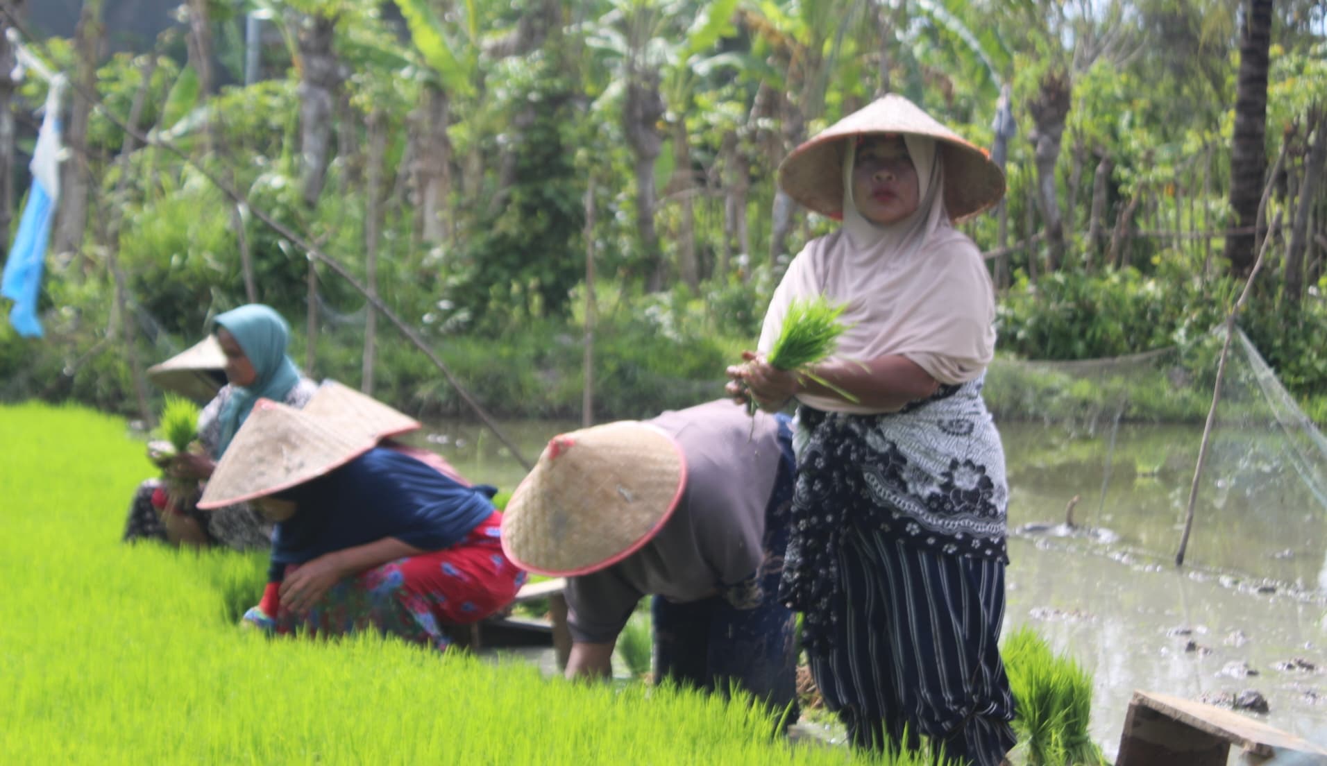 Produksi Padi dan Jagung Aceh Turun 2025, Ketahanan Pangan Terancam