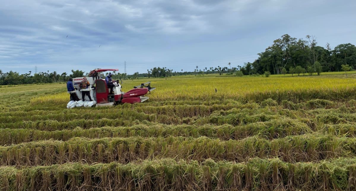Petani Abdya Diminta Simpan Gabah, Harga Tembus Rp 7.200/kg di Aceh Barat Daya