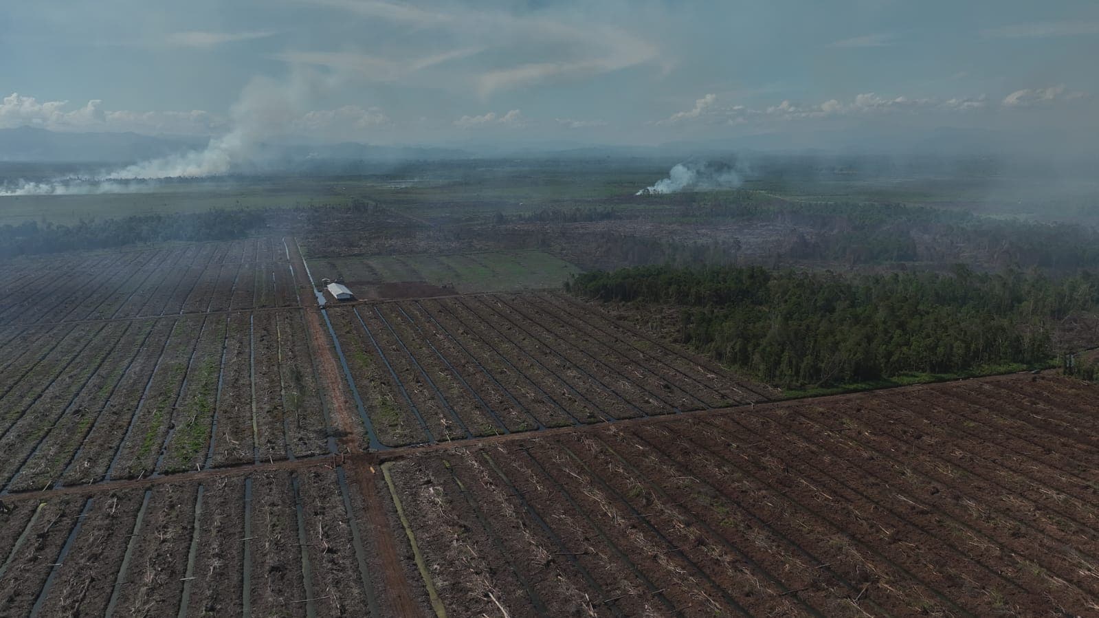 DPRK Aceh Selatan Laporkan PT Asdal dan PT ASN ke Pusat, APKASINDO Minta Penertiban Lengkap