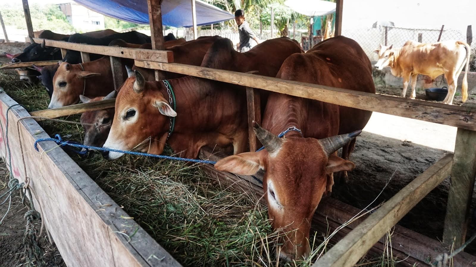 Stok Ternak Meugang Ramadan Aceh Utara Turun Drastis Pasca Banjir