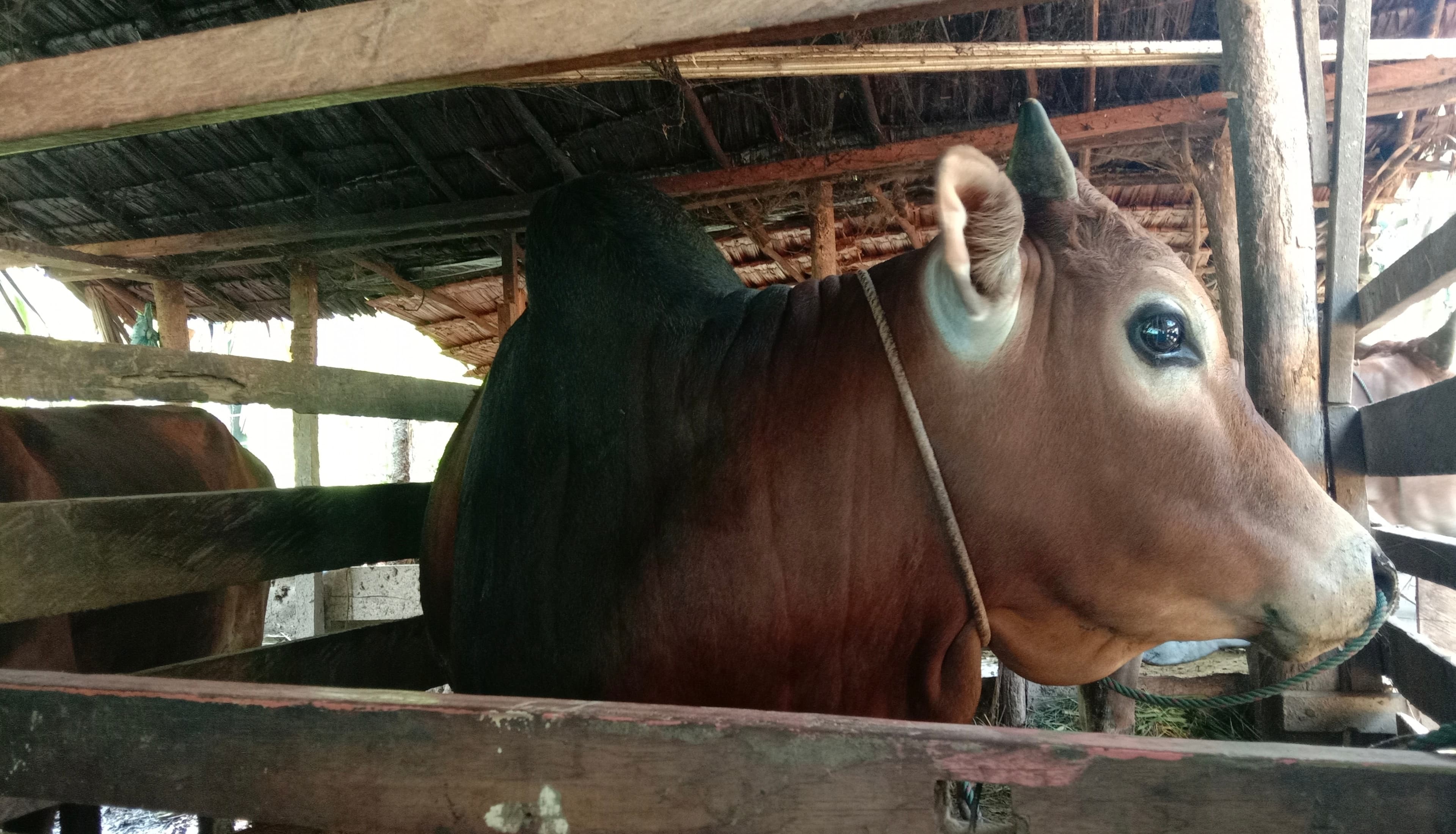 473.345 Ekor Ternak Mati di Aceh Utara, Kerugian Rp 556 Miliar