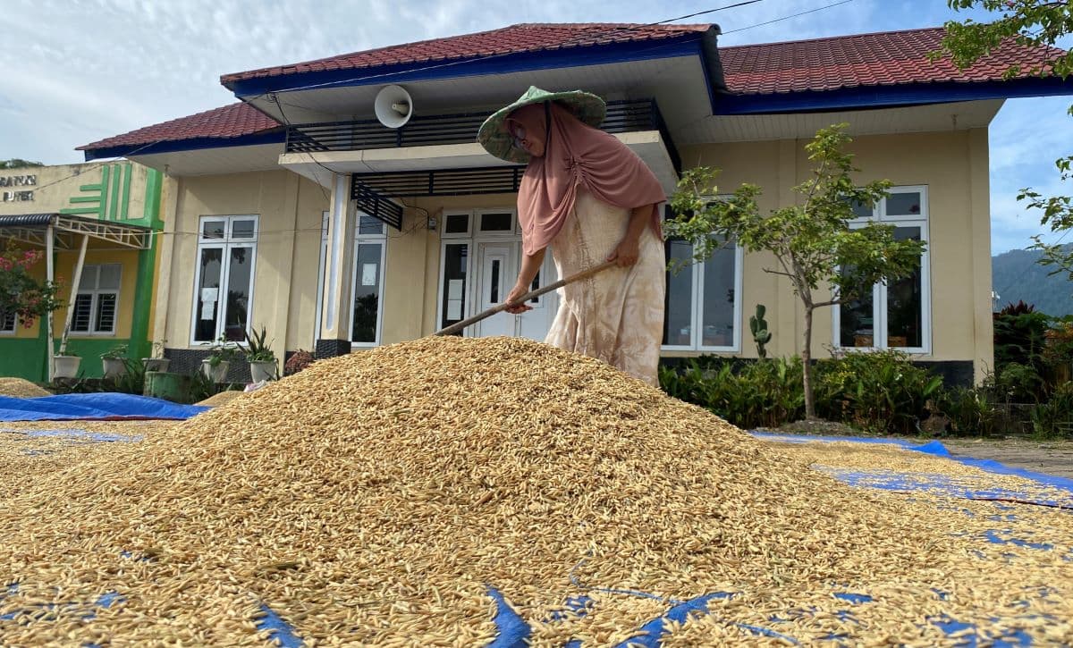 Bulog Aceh Serap 6.547 Ton Gabah, Stabilkan Harga Beras Pasca Bencana