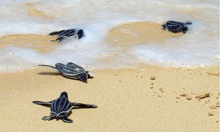 Penyu Bersemi di Aroen Meubanja: Konservasi dan Wisata Edukatif di Aceh Jaya