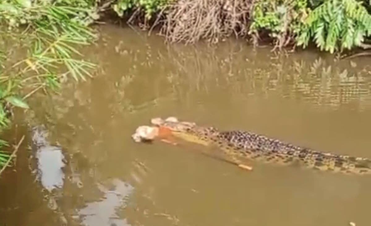 Warga Simeulue Tewas Diserang Buaya di Sungai Luan Boya, Aceh
