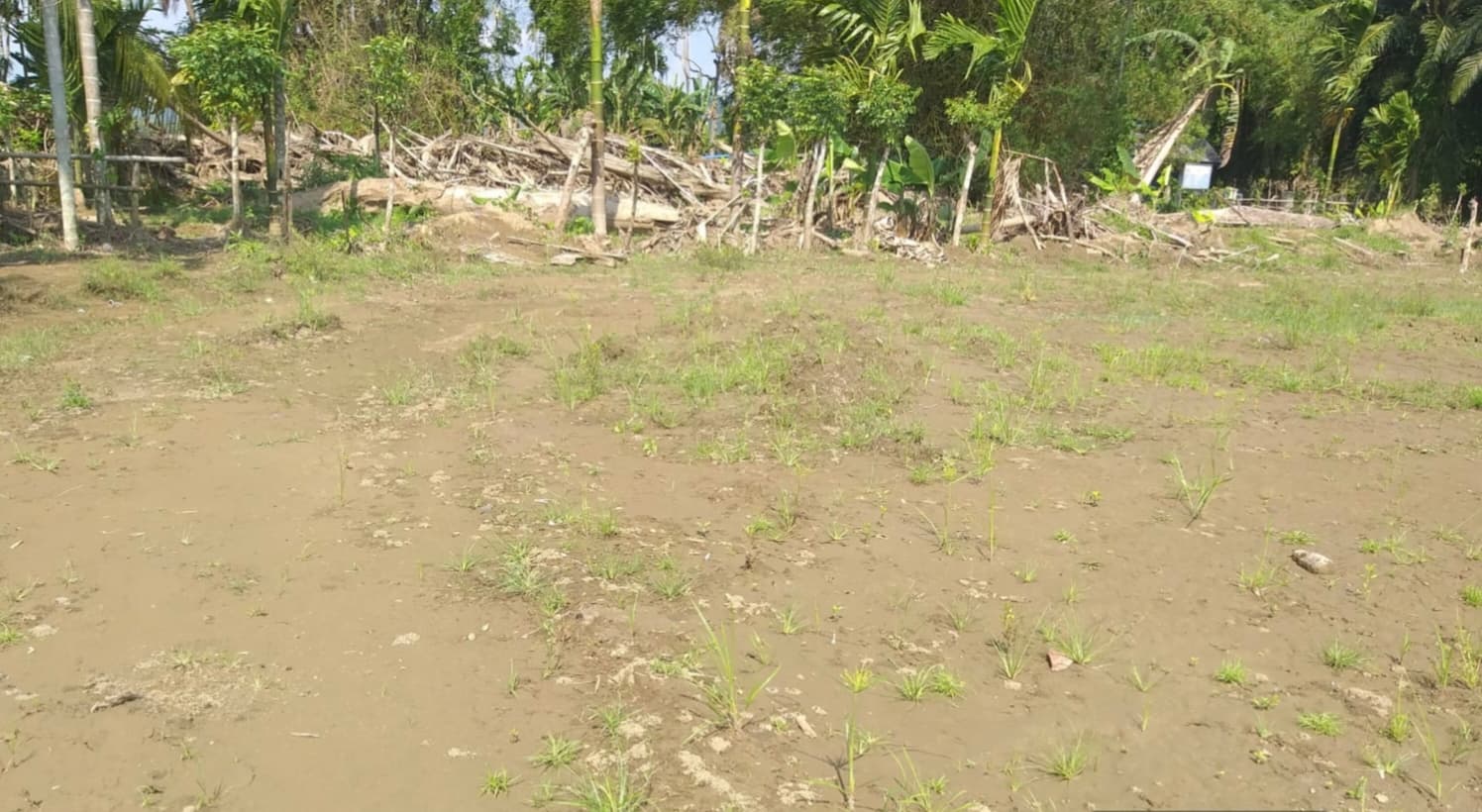 Sawah Pidie Jaya Terdampak Sedimen, Butuh Rp 11 Miliar untuk Pulihkan