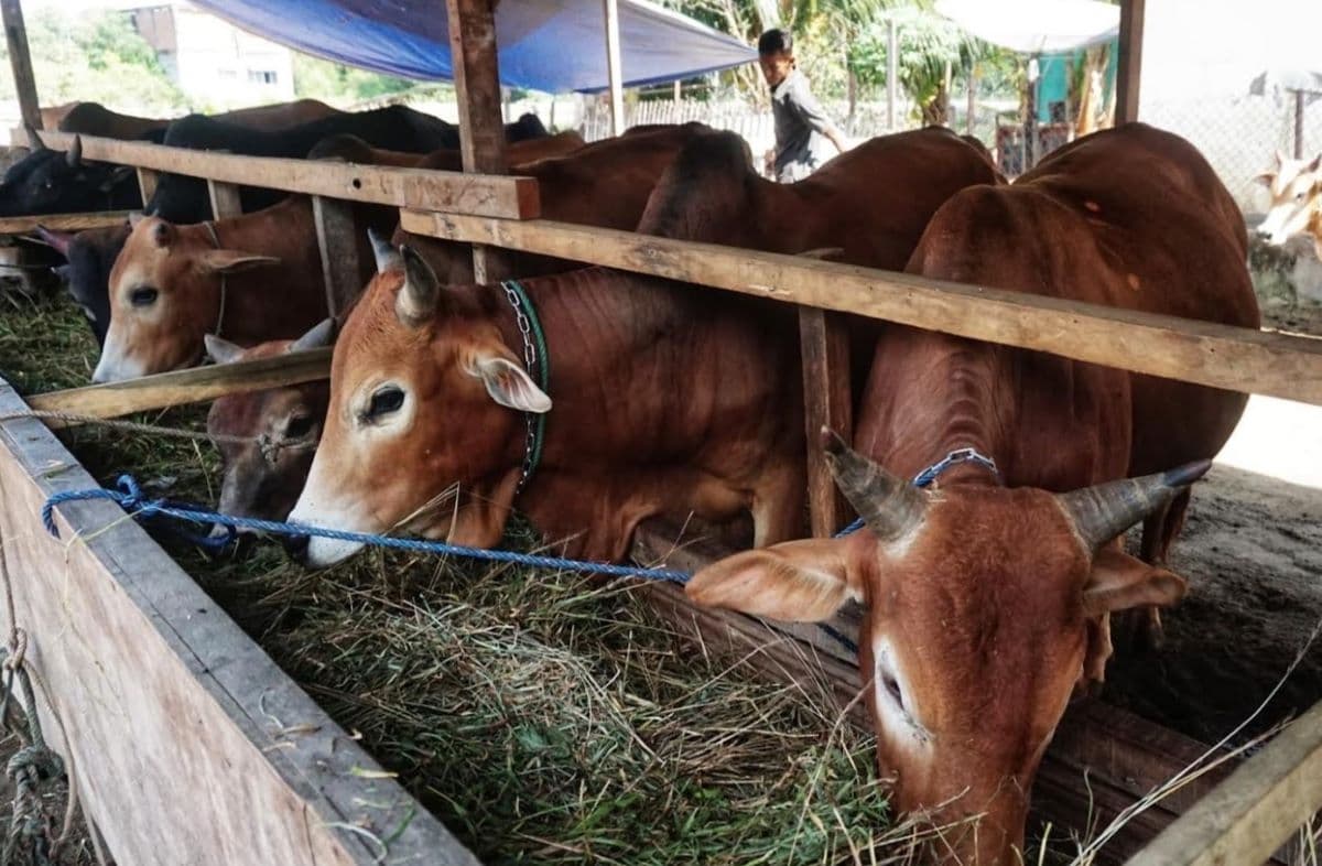 1.109 Sapi Meugang Bantuan Presiden Dibagikan ke 852 Gampong Aceh Utara