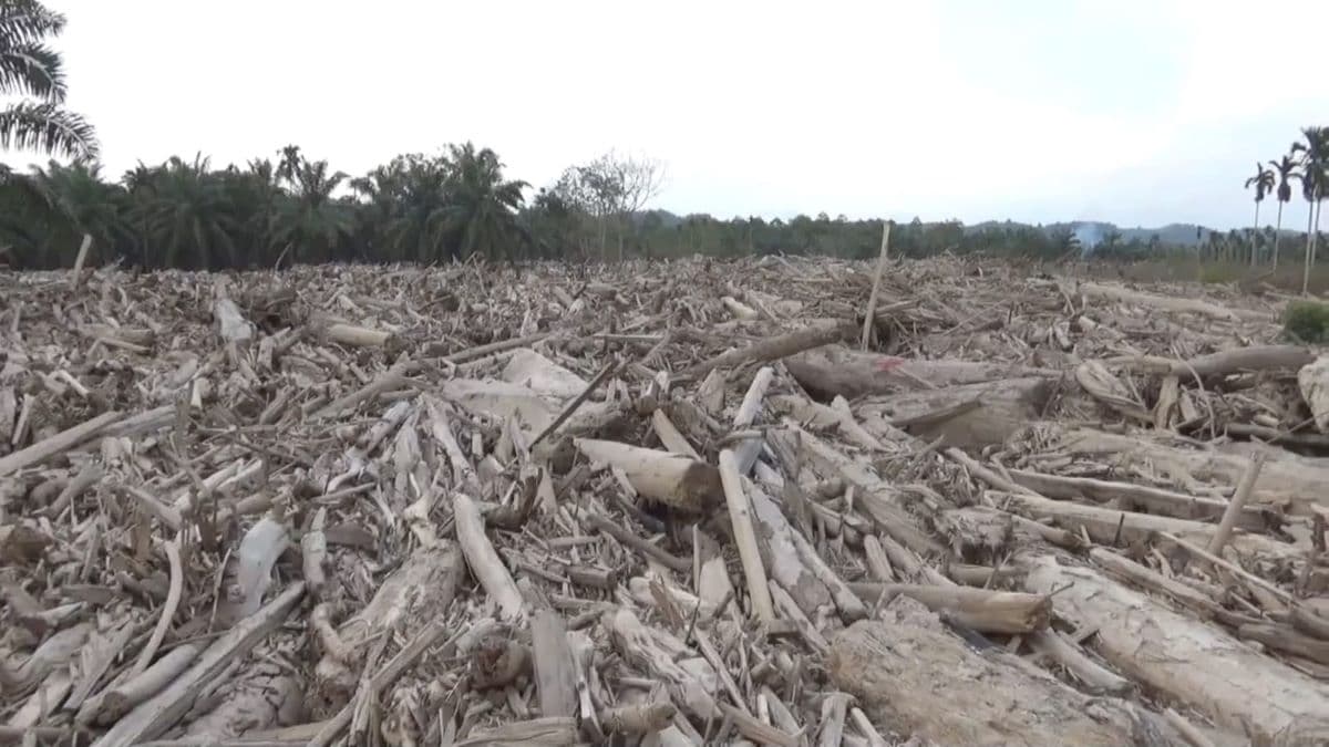 Puluhan Hektare Kayu Gelondongan Terbawa Banjir di Aceh Utara