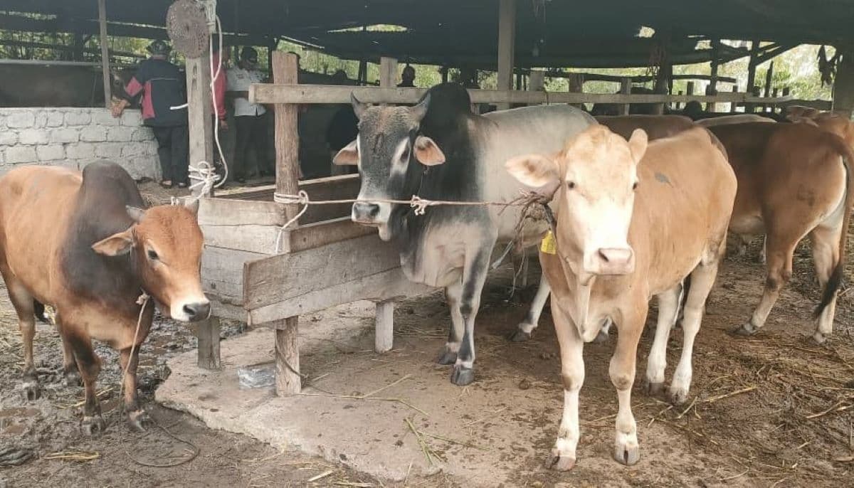 Bantuan 160 Sapi Meugang untuk Korban Banjir Bener Meriah Dibagikan