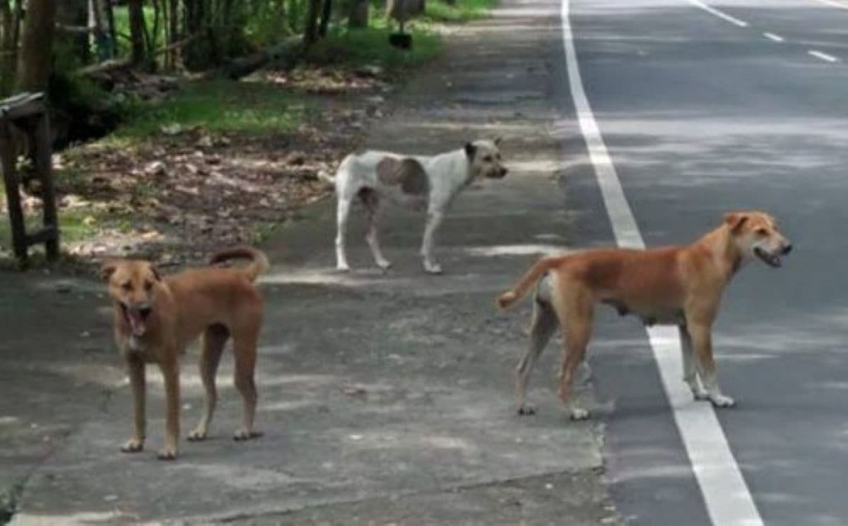Anjing Liar di Banda Aceh Ganggu Ketertiban dan Potensi Rabies