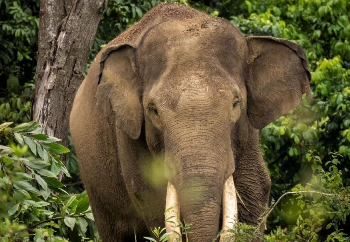 Konflik Gajah-Manusia di Aceh Tengah, Satu Warga Tewas Terinjak