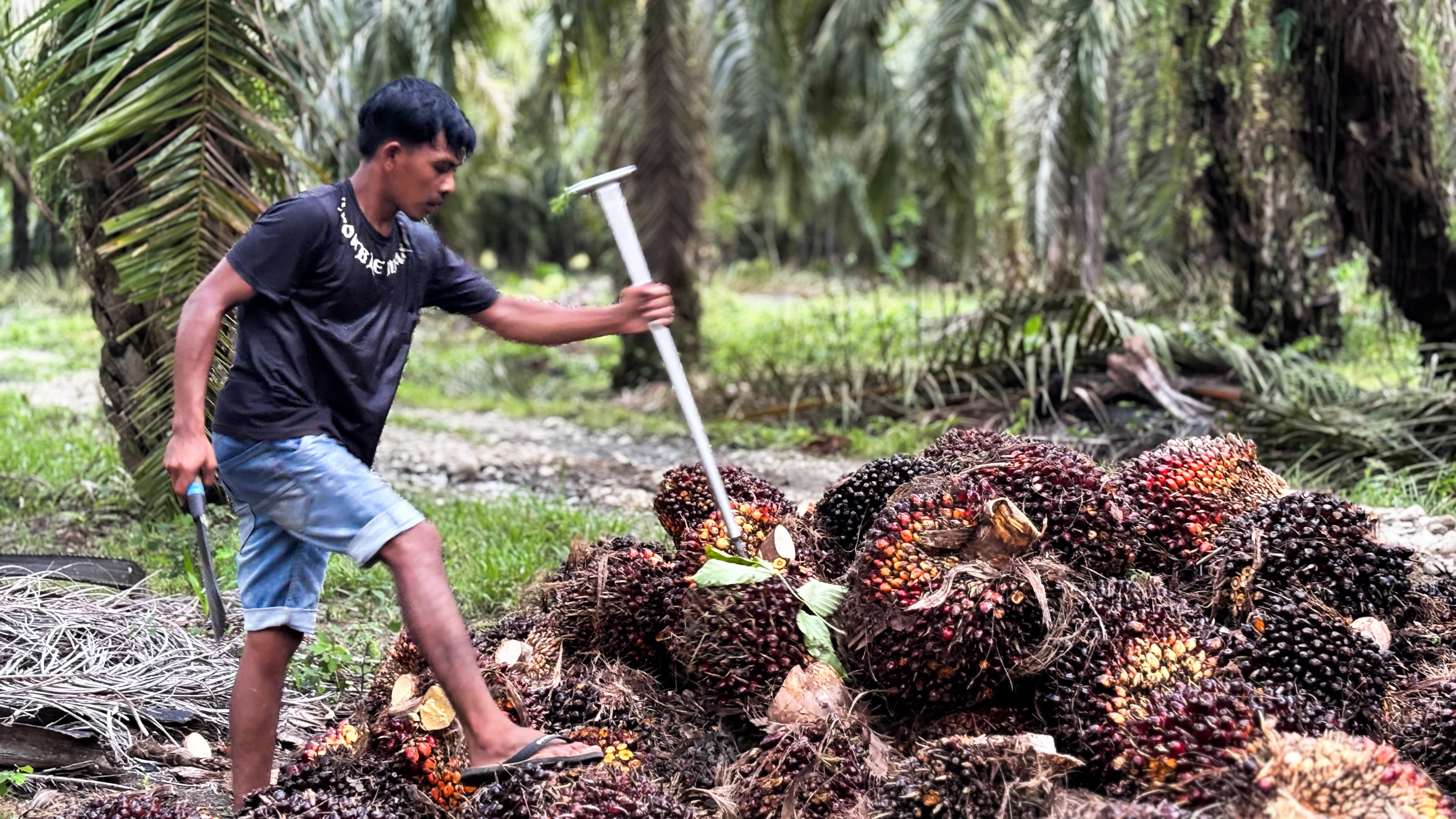 Harga Sawit di Aceh Barat Daya Stagnan, Petani Harap Kenaikan Jelang Ramadan
