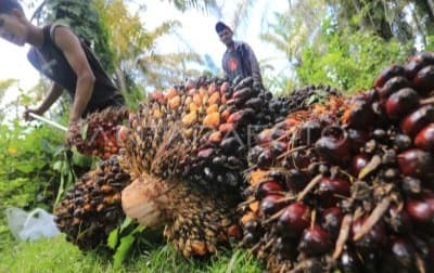 Harga TBS Sawit Aceh Barat Turun, Petani Terima Rp 2.840 per Kg