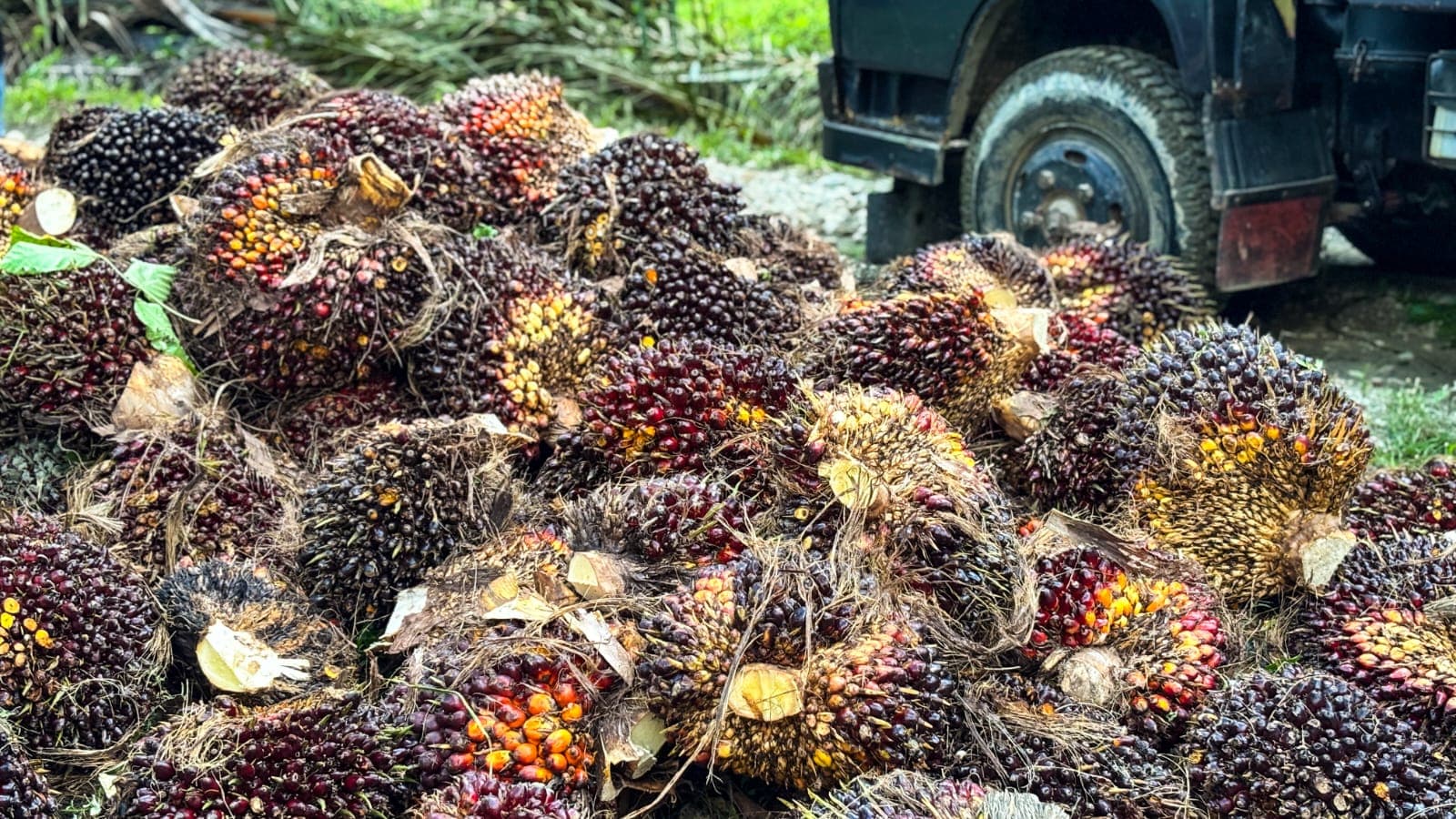 Harga TBS Sawit Aceh Turun Februari-Maret 2026, Dampak ke Petani