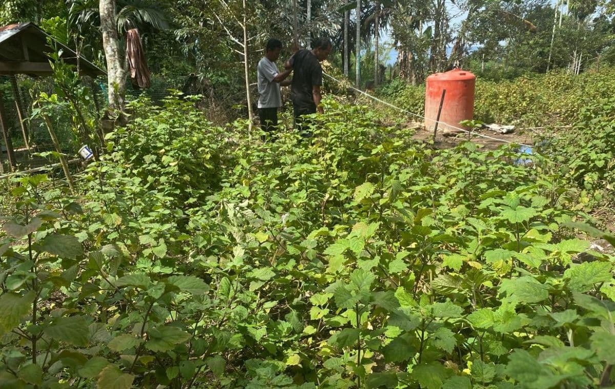 Petani Nilam Aceh Besar Hadapi Fluktuasi Harga dan Tantangan Digital