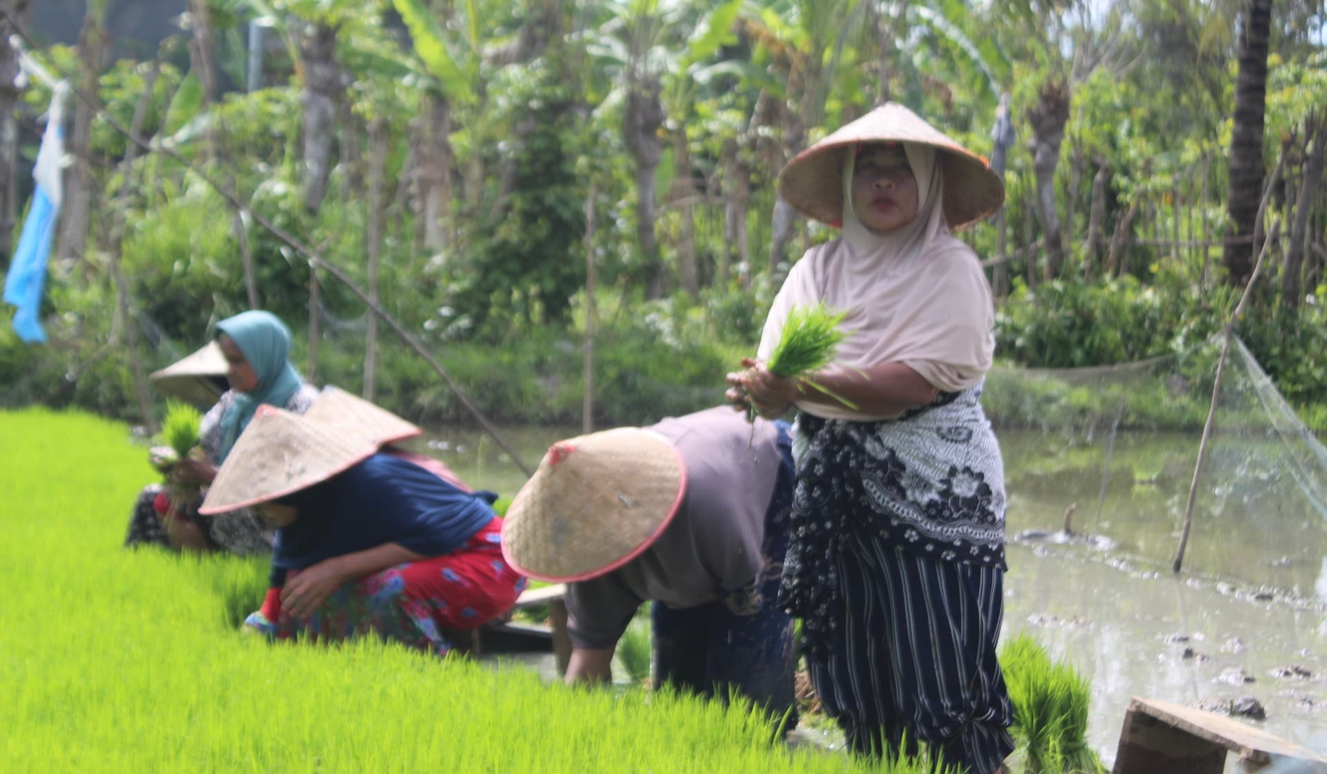 NTP Aceh Naik Tipis di Februari 2026, Petani Masih Tertekan Harga Komoditas