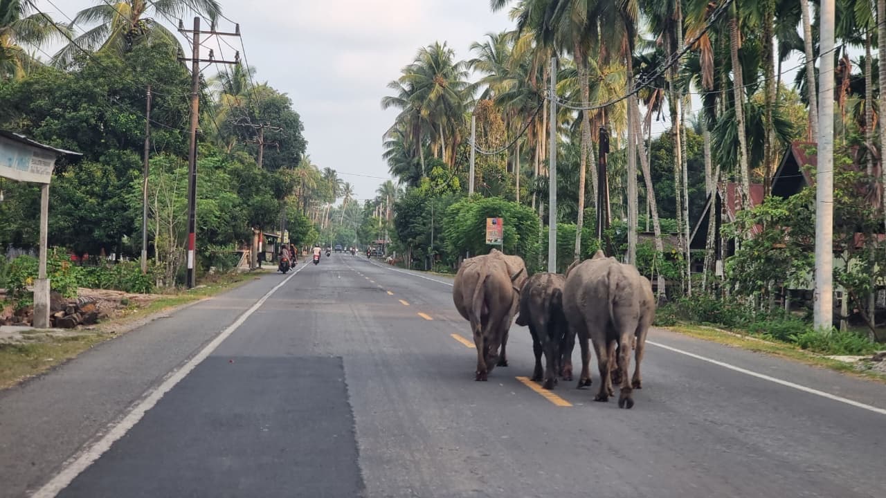 Ternak Liar di Jalan Lintas Barsela Aceh, Pengendara Khawatir Keselamatan
