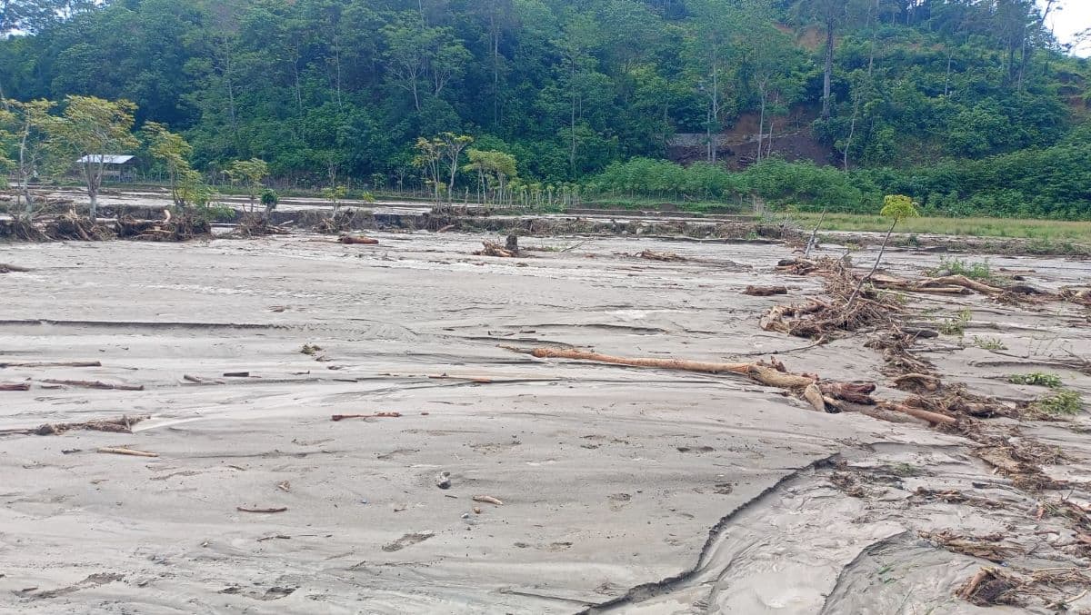 300 Hektare Sawah di Aceh Utara Tertimbun Lumpur, Pemulihan Ekonomi Terhambat