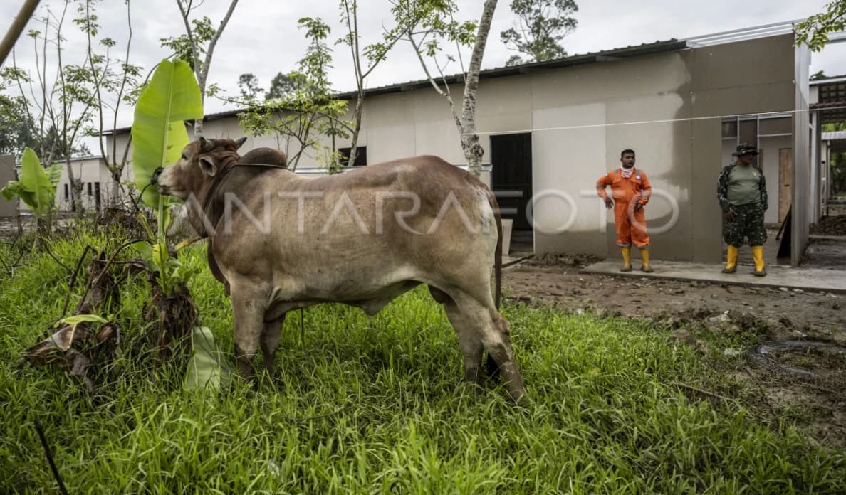 Bantuan Sapi Meugang dari Prabowo untuk 21 Desa Banjir di Lhokseumawe