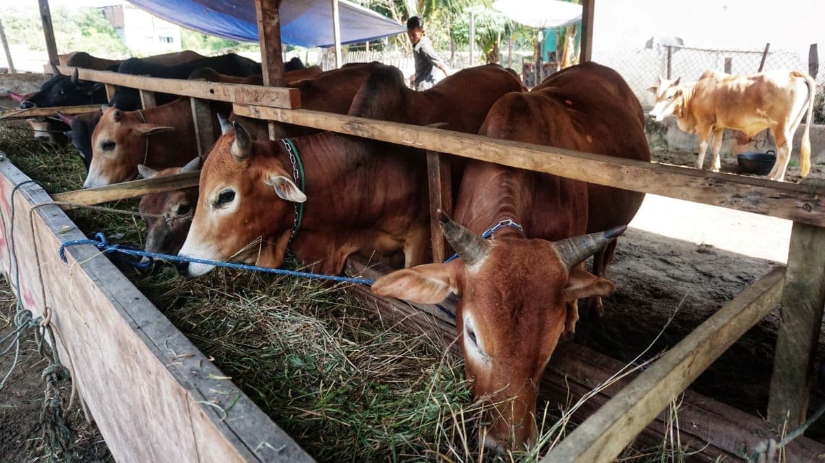 1.123 Sapi Meugang dari Presiden Prabowo untuk Warga Aceh Utara