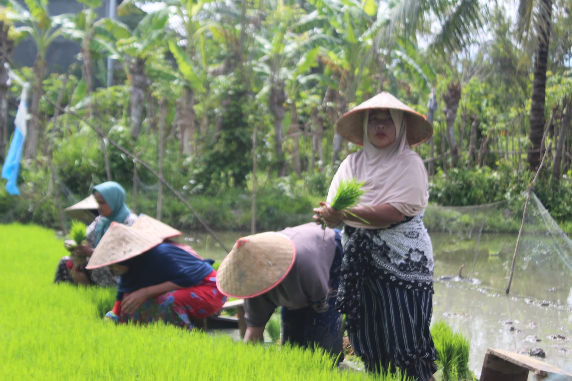 Nilai Tukar Petani Aceh Turun 0,88 Persen pada Maret 2026, Dampak Subsektor Pangan dan Hortikultura