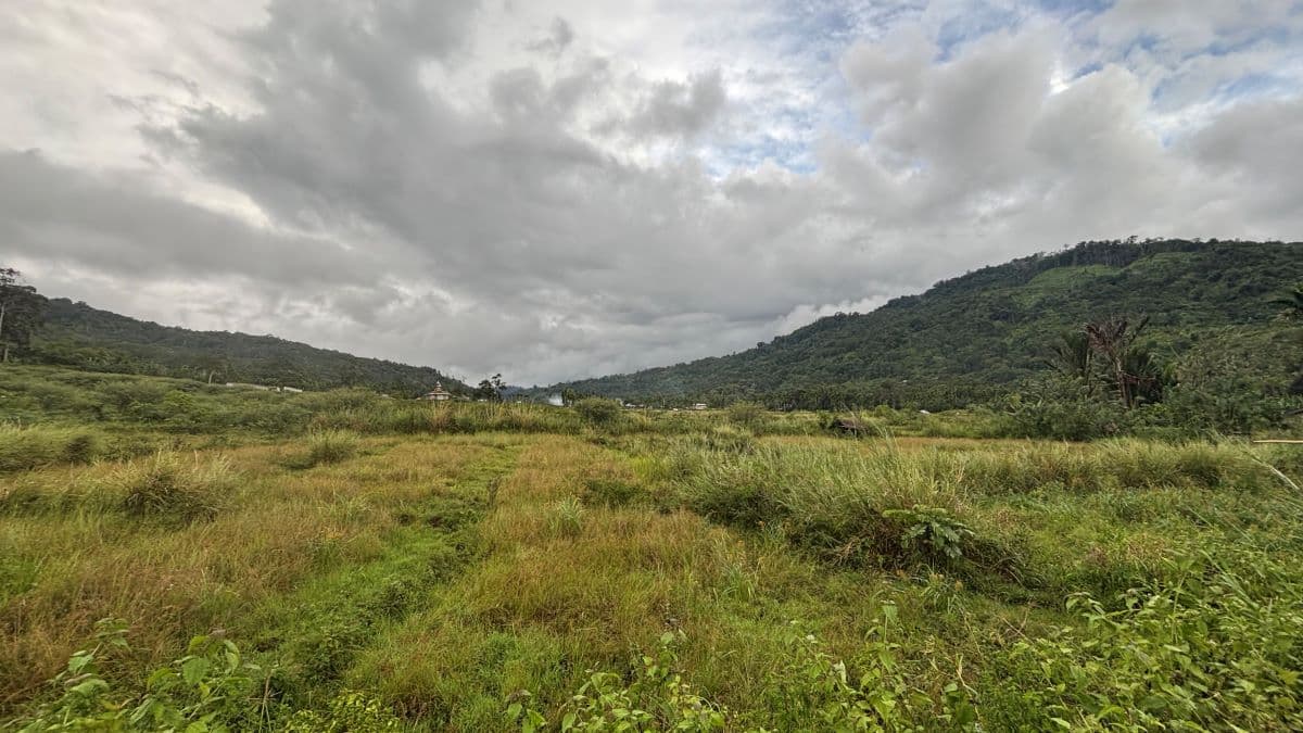 Sawah Kering di Beutong Ateuh Ancam Ketahanan Pangan Warga Nagan Raya