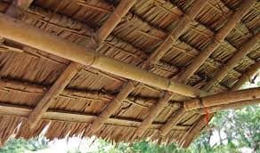 Sagu Aceh Terancam Punah, Ekosistem Rawa dan Ketahanan Pangan Terusik