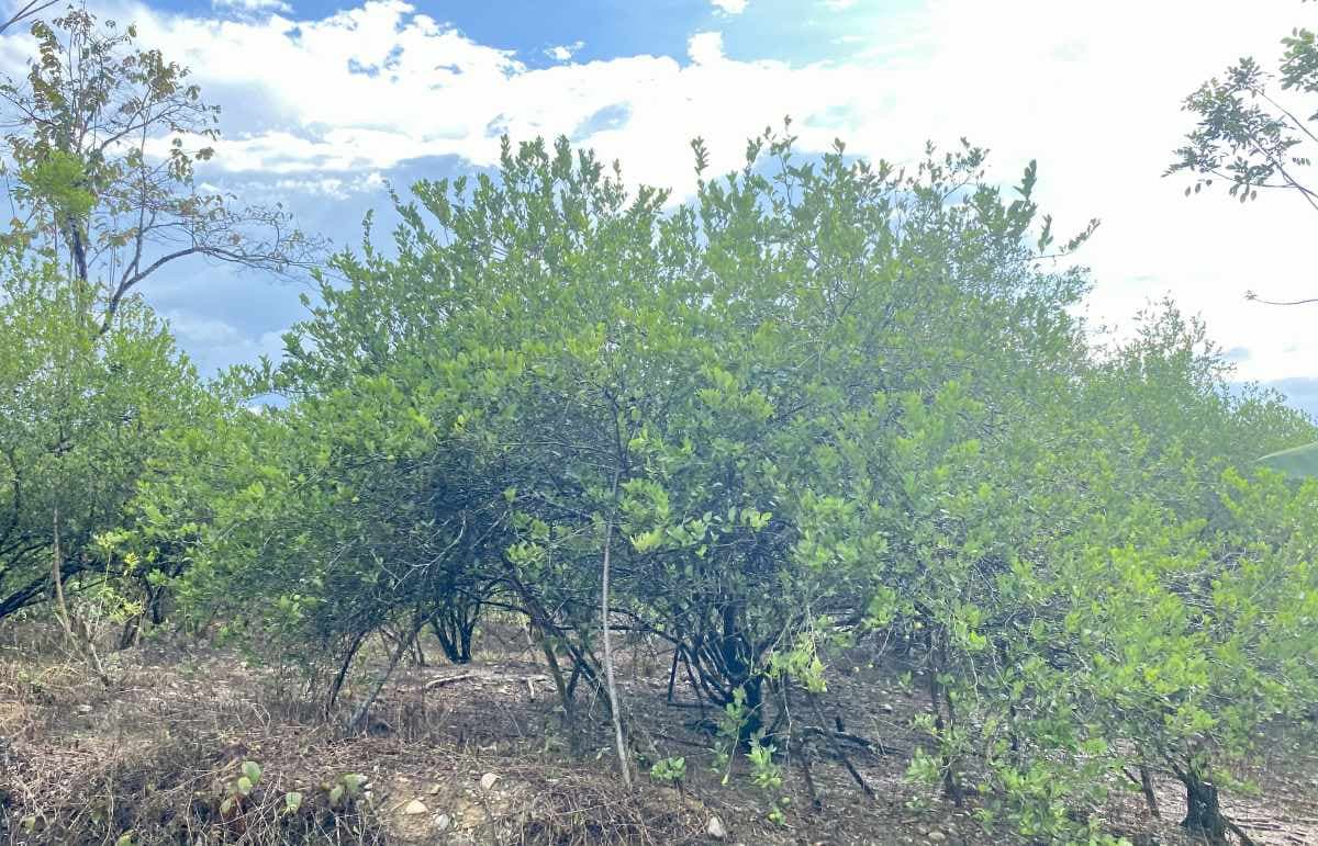 400 Hektare Kebun Jeruk Nipis di Aceh Utara Rusak Akibat Banjir, Warga Kehilangan Mata Pencaharian