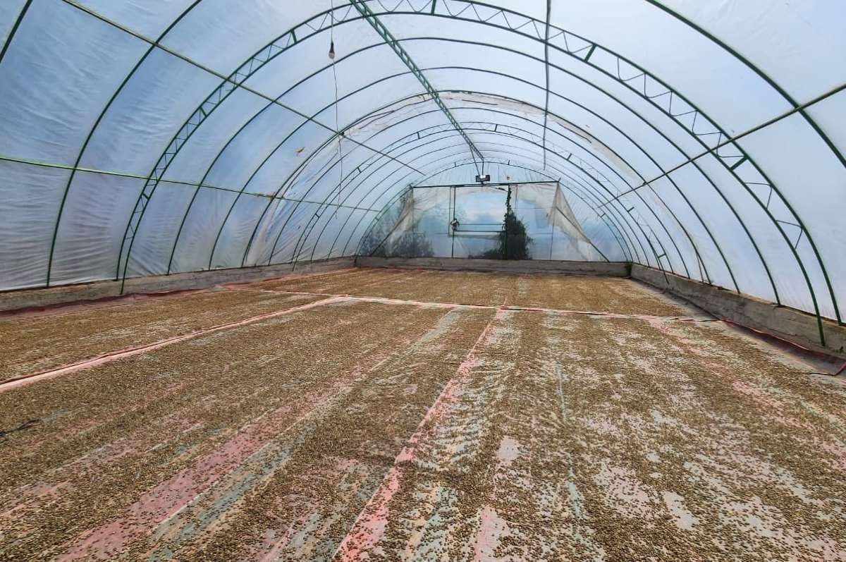 PT PEMA Ekspor 19 Ton Kopi Gayo ke AS, Dorong Ekonomi Aceh Berkelanjutan