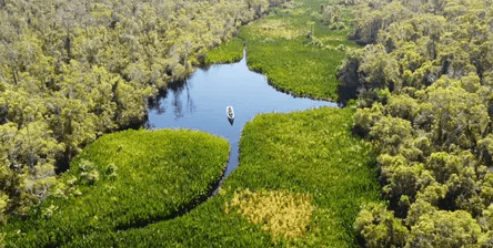 Rawa Aceh Terancam: 390 Ribu Hektar Ekosistem Vital dalam Bahaya