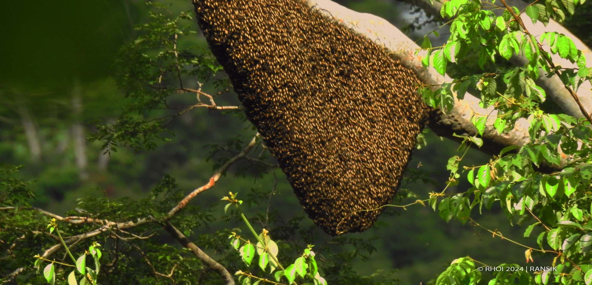 Madu Hutan Aceh Berpotensi Rp 4,18 Triliun, Pemerintah Diam Saja