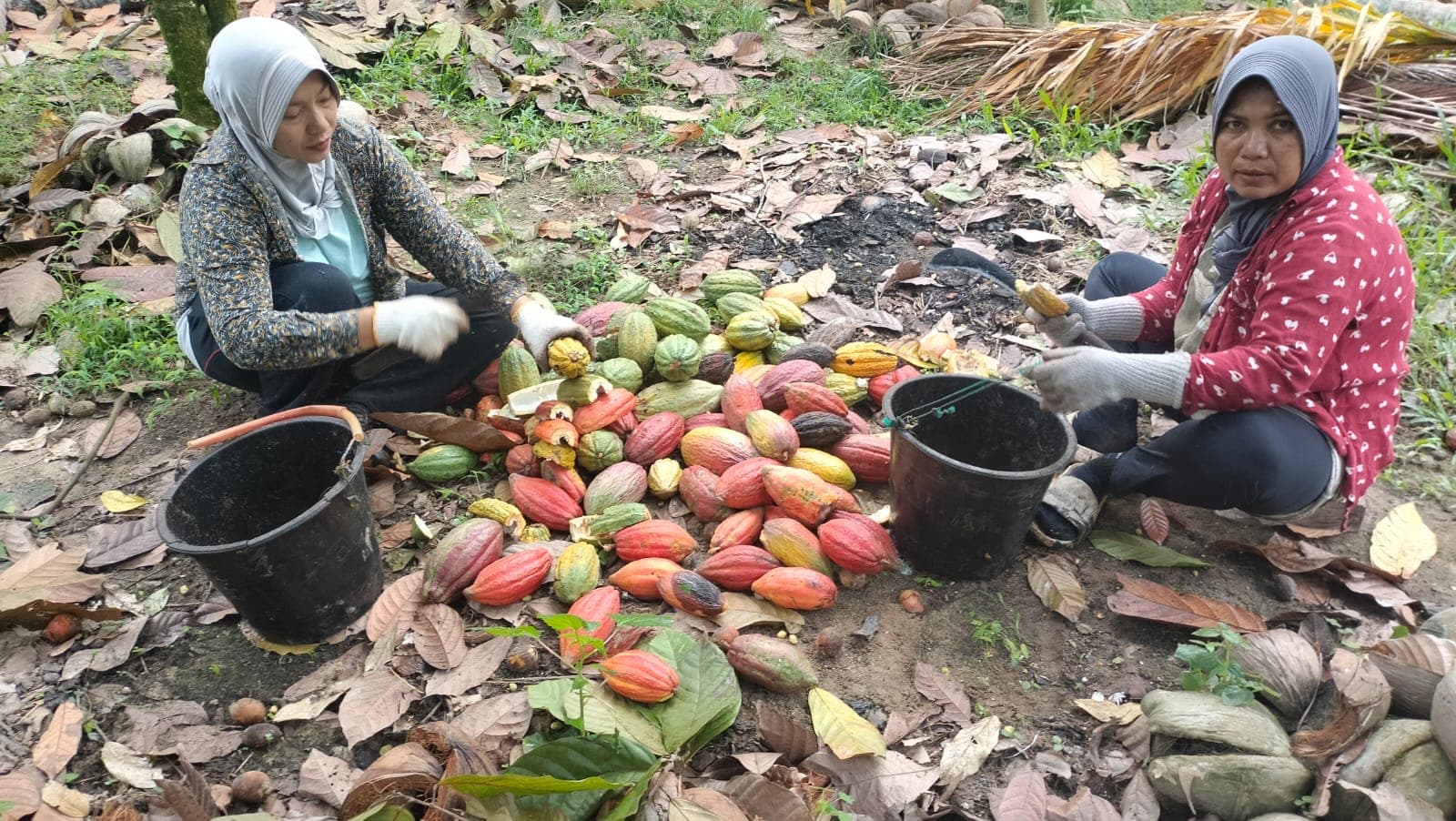 Harga Kakao Aceh Utara Anjlok, Petani Merugi dan PHK Pekerja