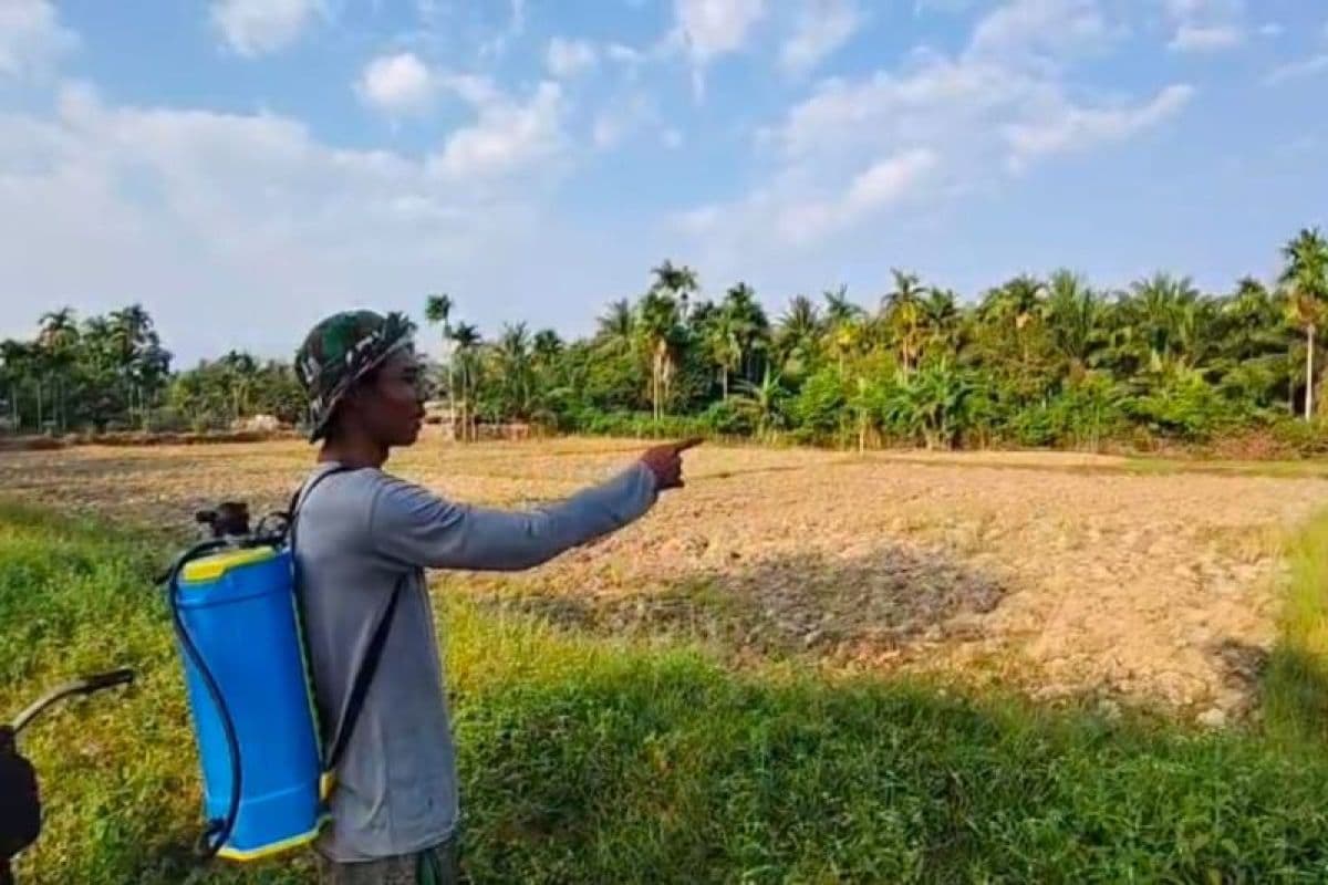 90 Hektare Sawah di Aceh Jaya Alami Kekeringan, Petani Harus Tahan