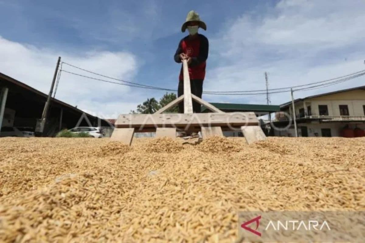 Produksi Beras Aceh 2025 Turun 2,7%, Potensi 2026 Jadi 158,93 Ribu Ton