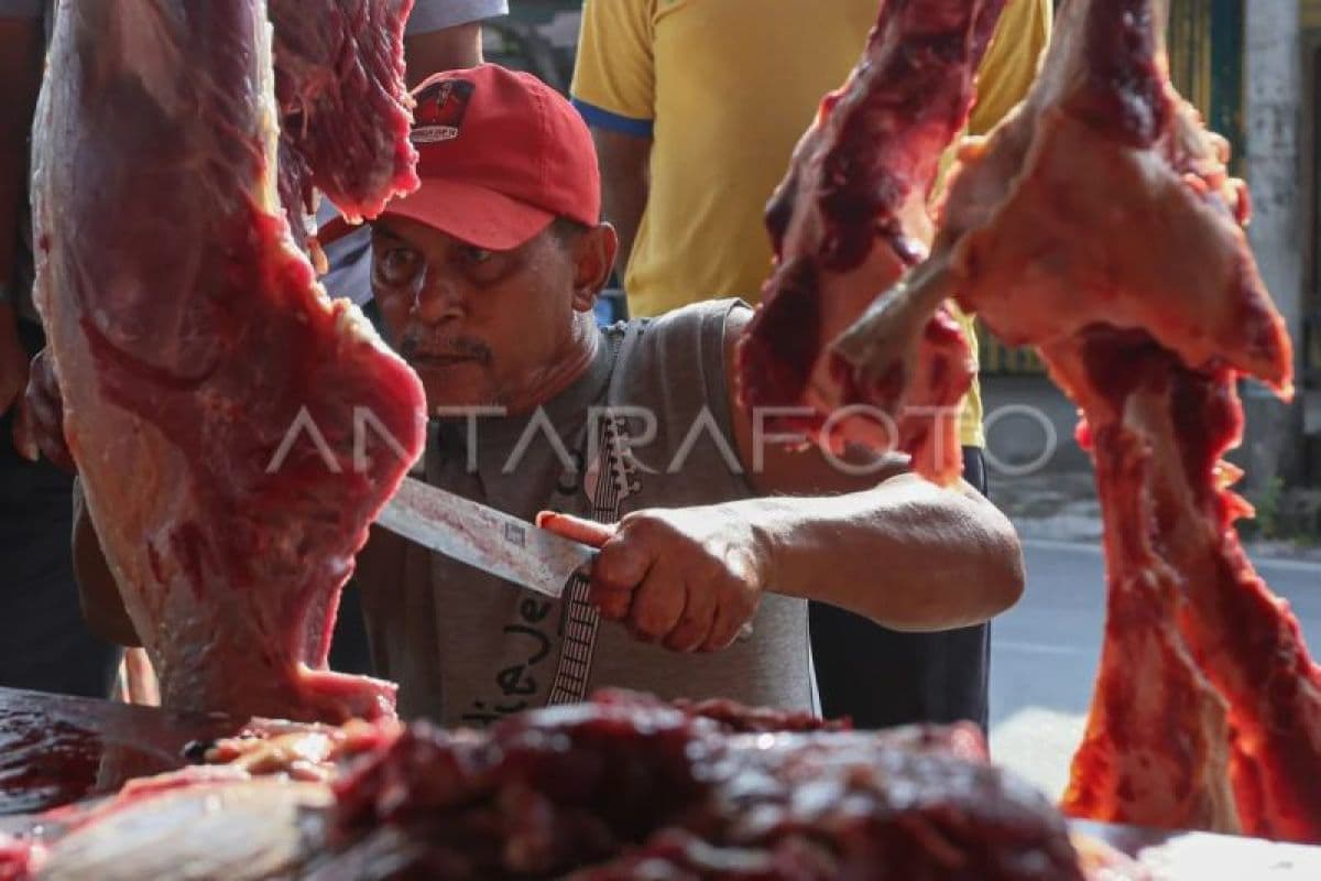 Presiden Transfer Rp72 Miliar untuk Sapi Meugang Aceh, 19 Daerah Terima