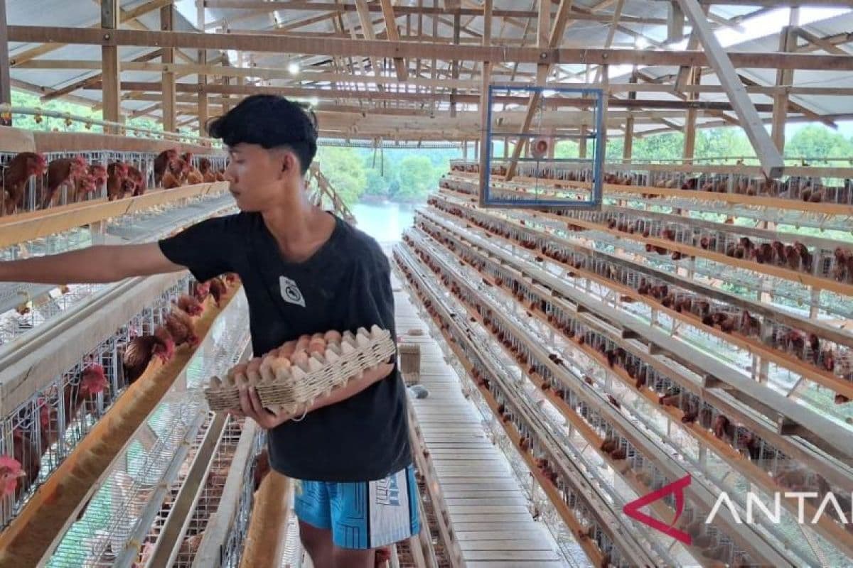 Warga Aceh Tamiang Bangkit Pasca Banjir Melalui UMKM Ayam Petelur