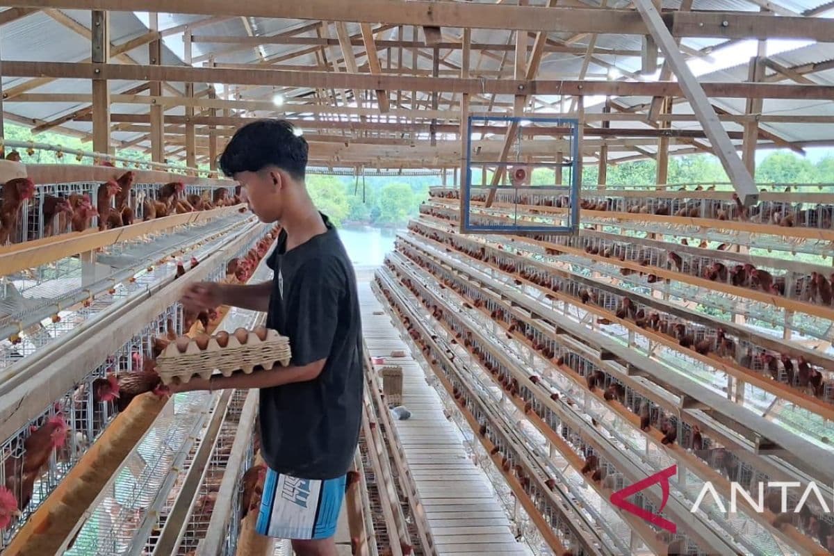 Warga Aceh Tamiang Bangkit dari Bencana dengan Bisnis Ayam Petelur