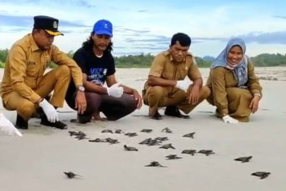 DKP Simeulue Melepas 200 Tukik Penyu Belimbing untuk Kelestarian Habitat