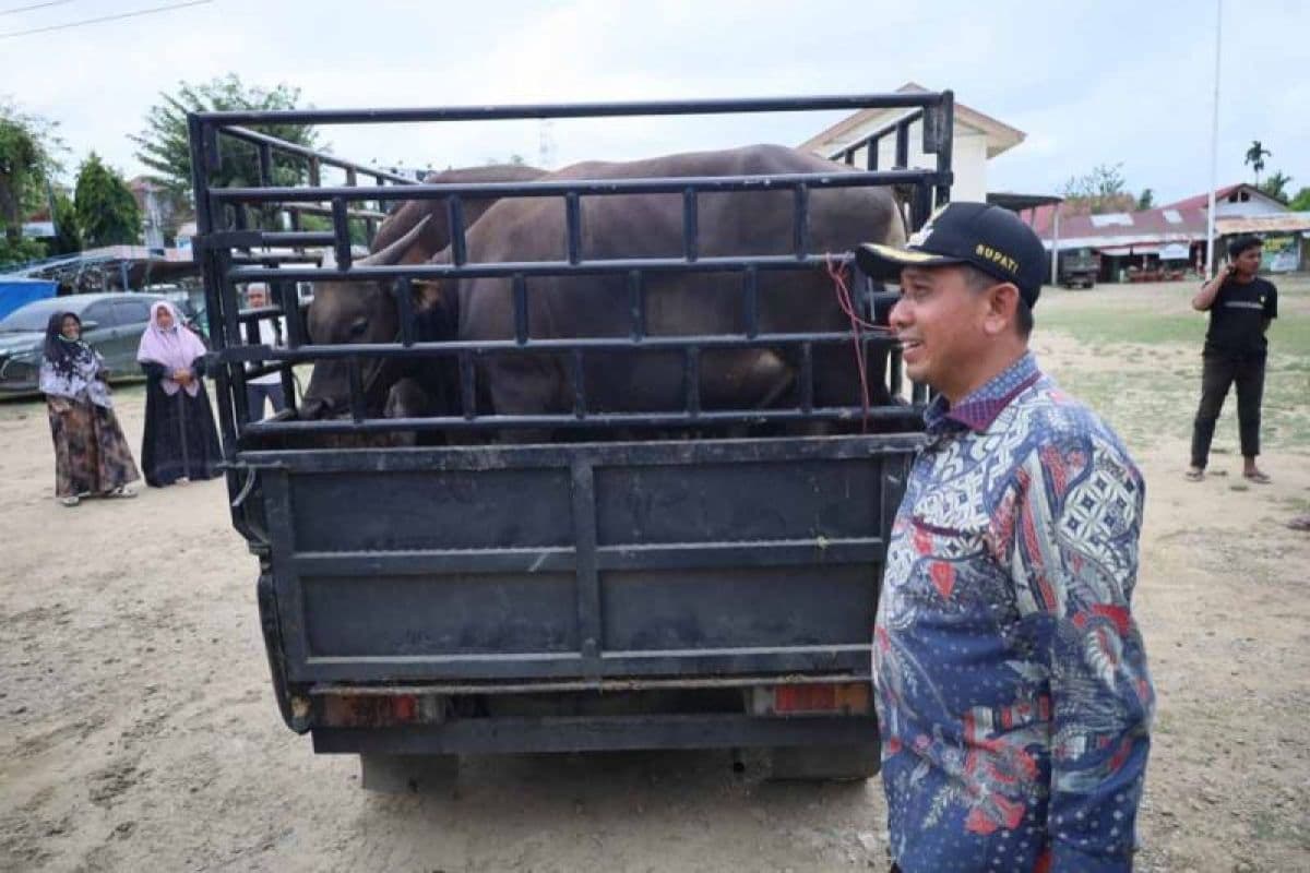 Bantuan Sapi Meugang dari Presiden untuk Warga Pidie Jaya Terdampak Bencana