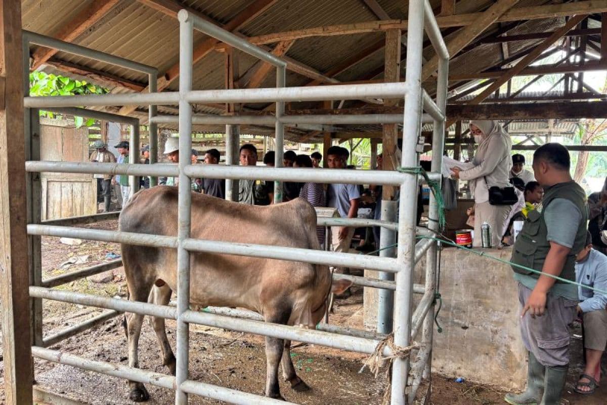 209 Desa Aceh Tamiang Terima Sapi Meugang dari Presiden Prabowo