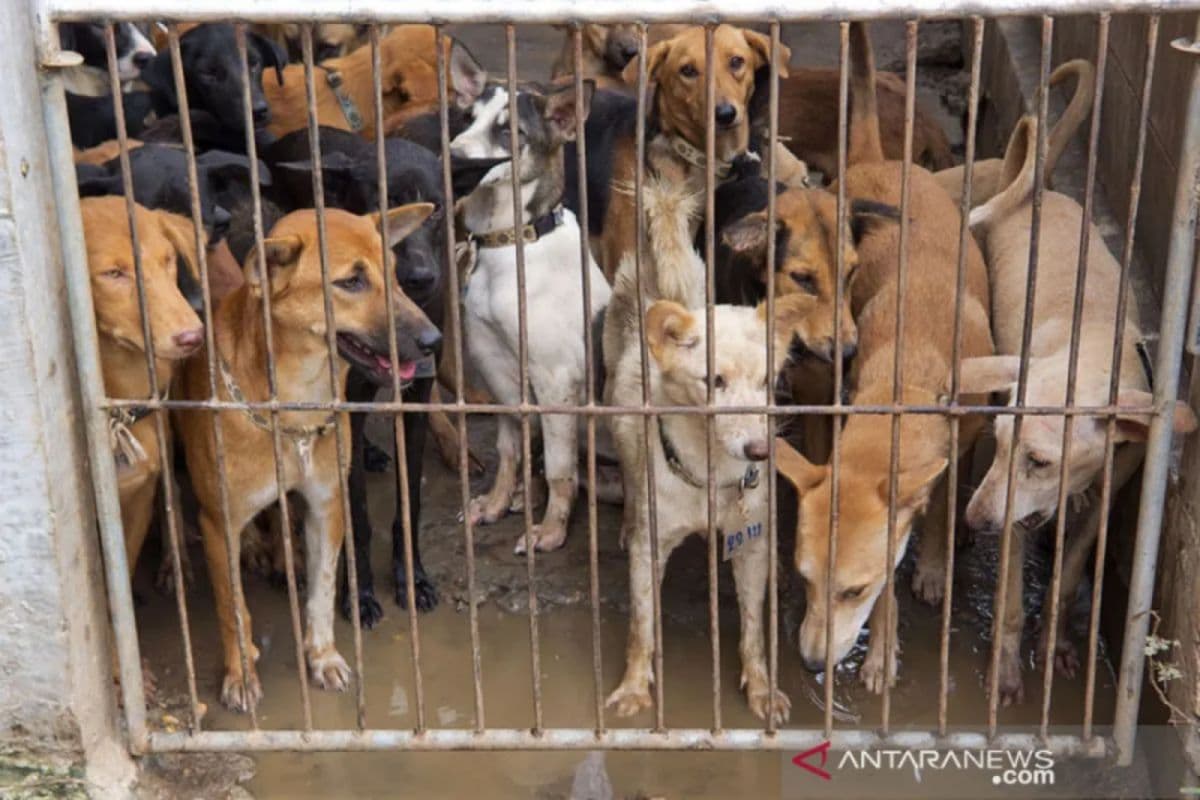 Warga Banda Aceh Resah, DPRK Minta Pemko Tertibkan Anjing Liar