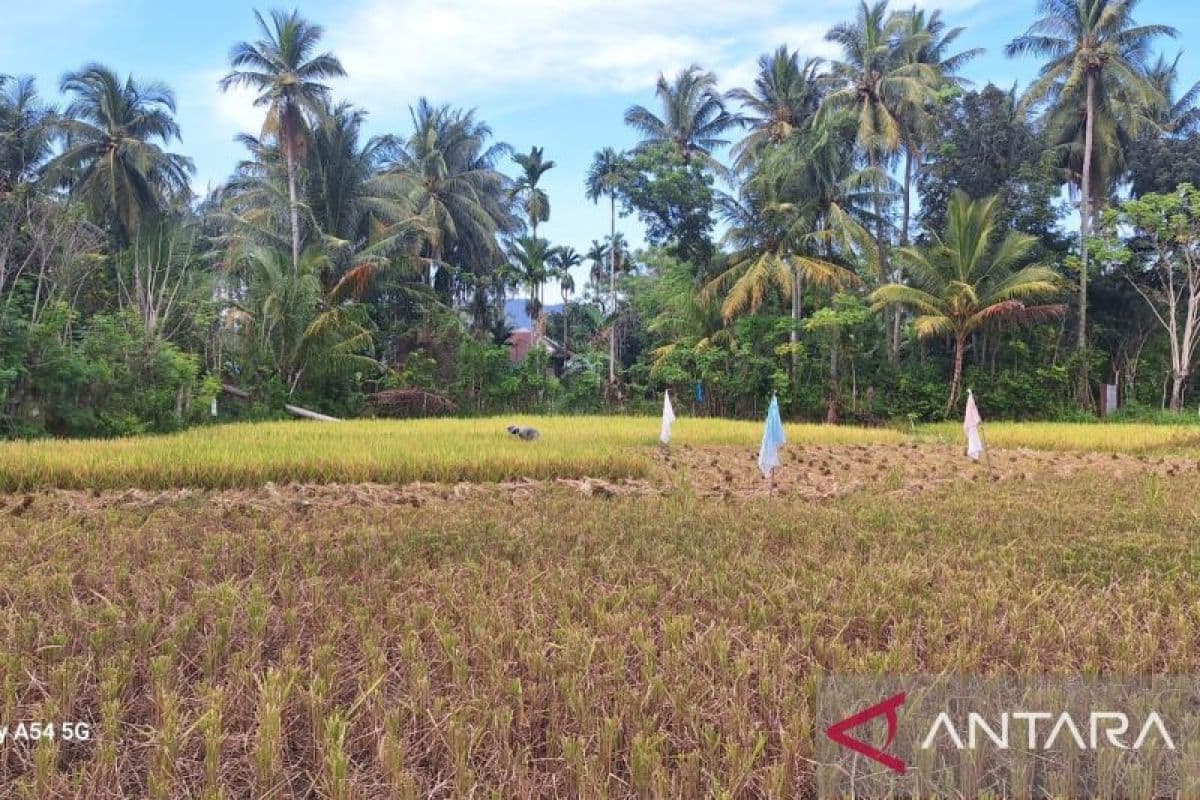 Bulog Aceh serap 10 ribu ton beras petani lokal untuk program pangan