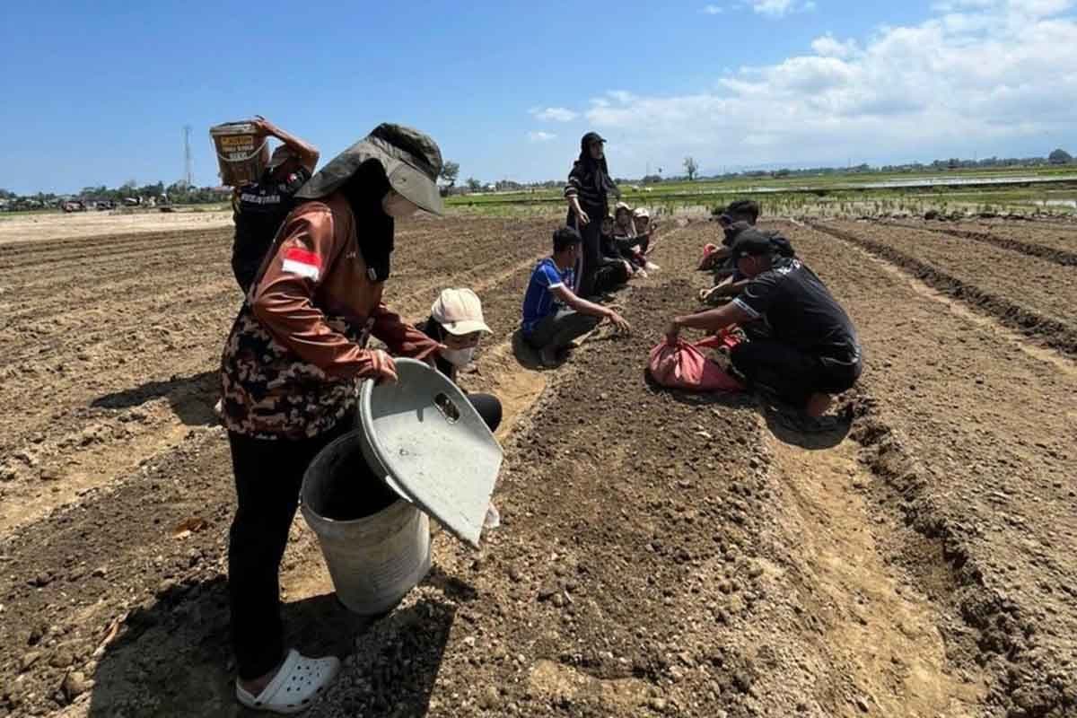 Mahasiswa UBBG Ubah Sawah Terdampak Banjir di Pidie Jadi Kebun Sayur