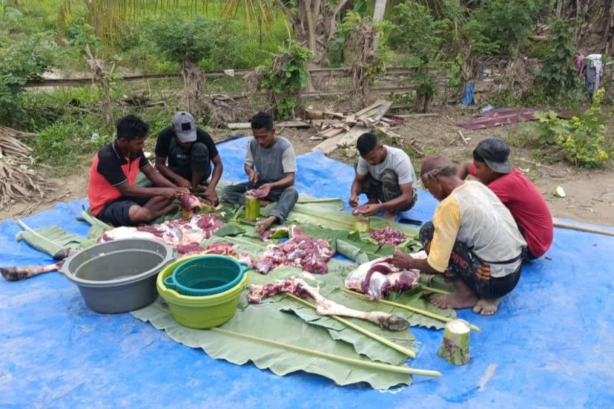 Korban Banjir Pante Bidari Jaga Tradisi Meugang dengan Sapi Bantuan