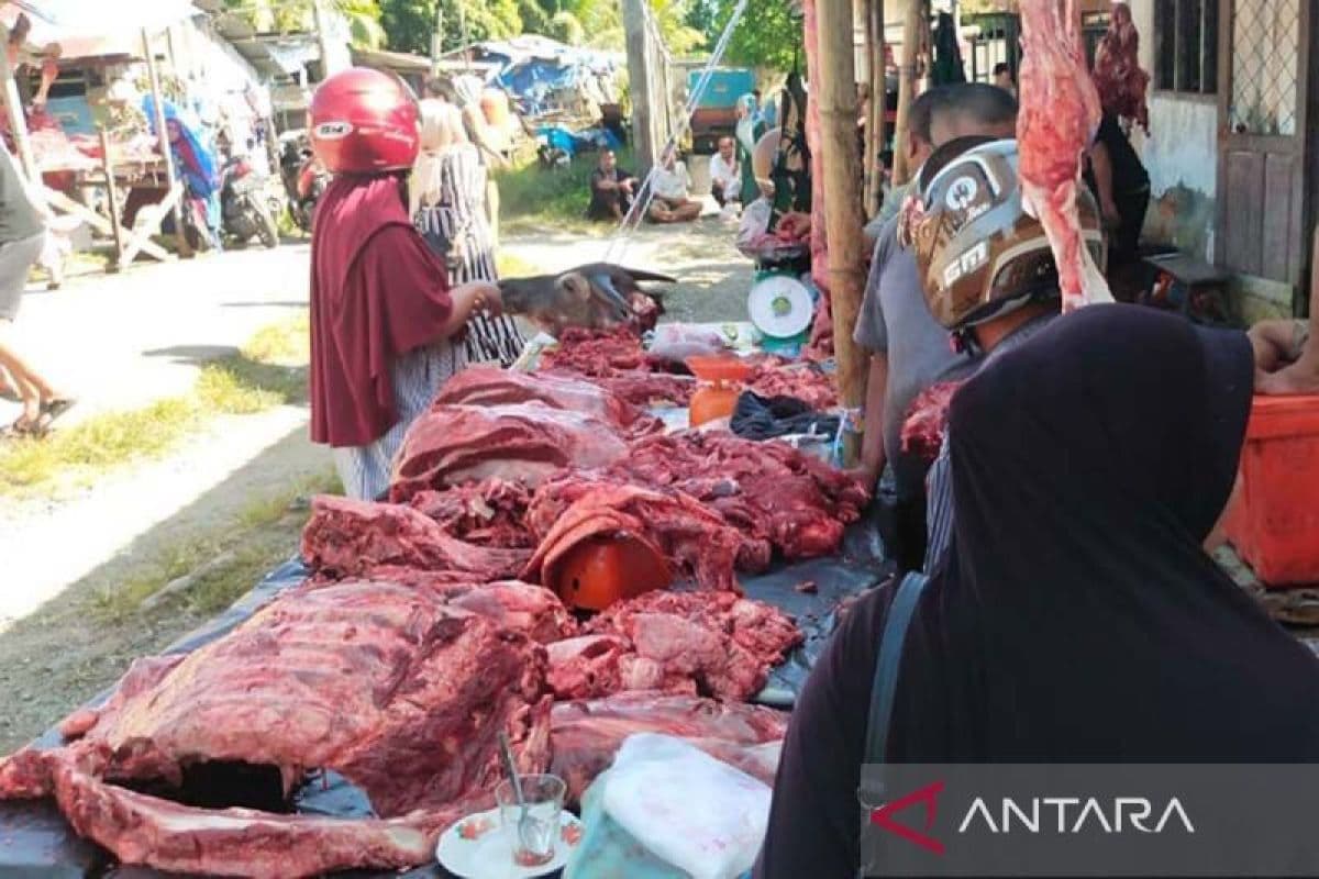 15 Sapi Bantuan Presiden untuk Tradisi Meugang Idul Fitri di Simeulue